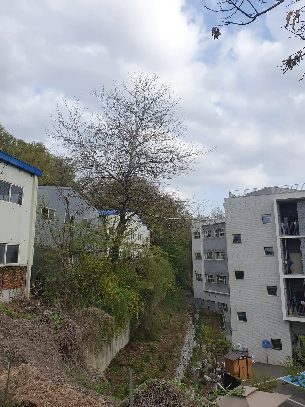 노후 위험목 벌목 및 폐목 정리 작업 전